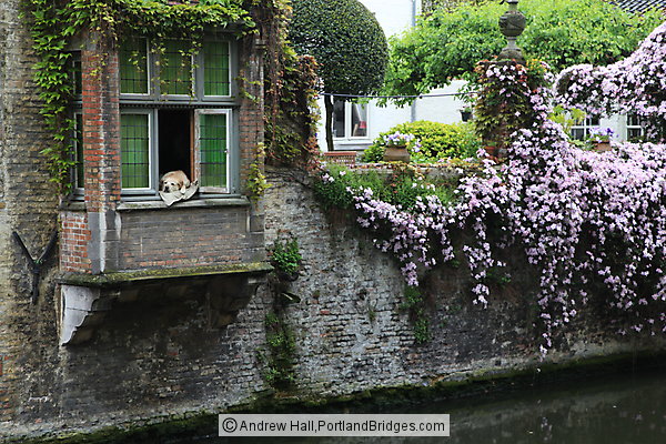Fidele, Dog in the Window, Bruges