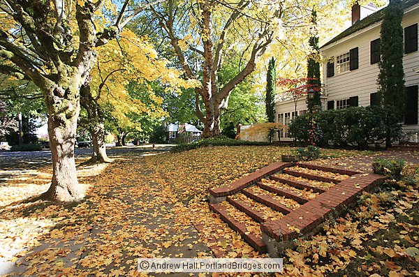 Irvington Fall Leaves, NE Portland