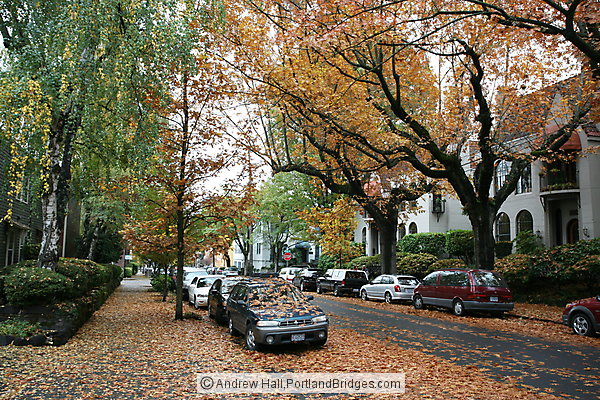 NW Portland Fall Leaves