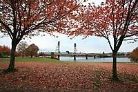 Portland Fall Leaves 2008 
