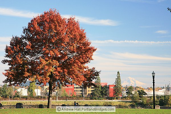 Tom McCall Waterfront Park, Fall Leaves, Mt. Hood (Portland, Oregon)