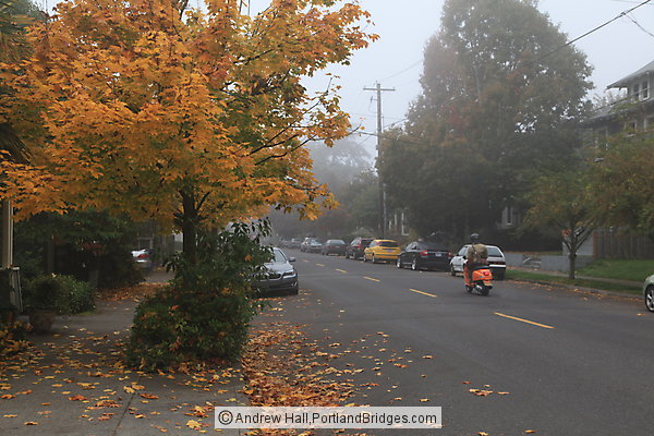 Fall Leaves, NE Knott Street, Portland