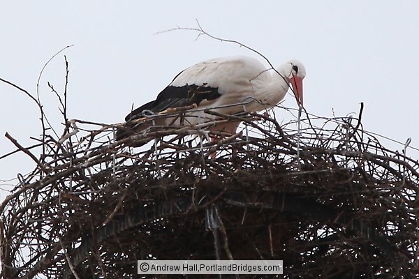 Stork in Rothenburg