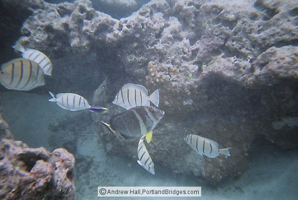 Oahu, Hawaii:  Hanauma Bay, Underwater, Fish