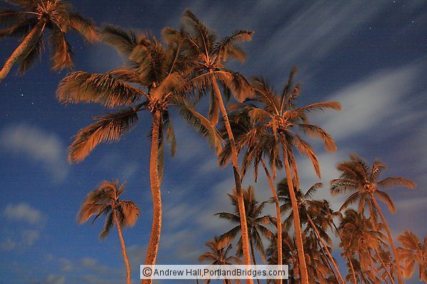 Oahu, Hawaii:  North Shore, Haleiwa, Palm Trees, Night Sky