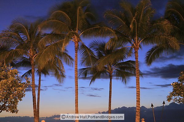 Waikiki, Oahu, Hawaii, Palm Trees, Dusk