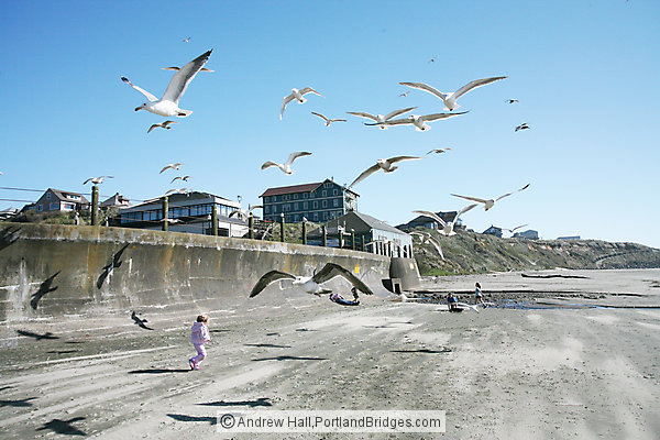 Nye Beach, Seagulls, Newport, Oregon