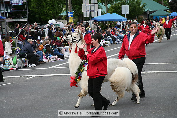 Llamas of Southwest Washington, 2008 Grand Floral Parade (Portland, Oregon)