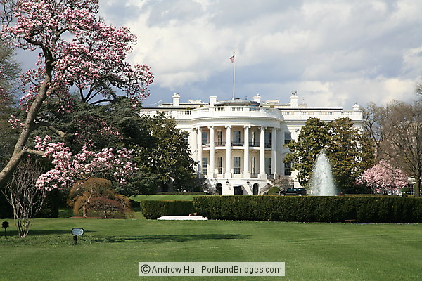 South Facade, White House, Spring Blossoms
