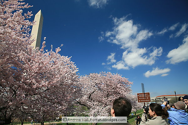 Washington Monument, Spring Blossoms