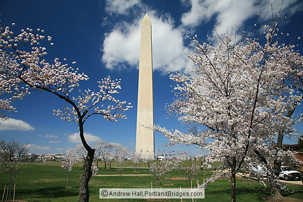 Washington Monument, Spring Blossoms