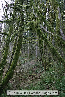 Tree Moss, Off Highway 18, west of Grand Ronde, Oregon