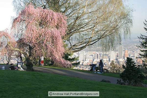 Spring Blossoms at Pittock Mansion (Portland, Oregon)
