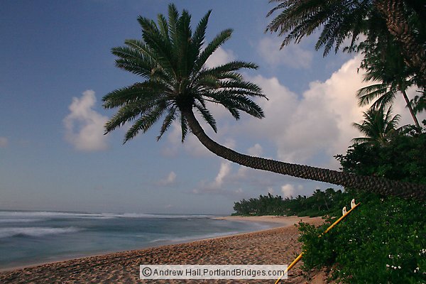 Oahu, Hawaii, North Shore, Sunset Beach: Crooked Palm Tree