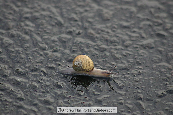 Banana Slug crawling across the road