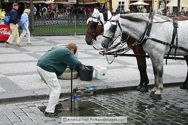Prague Old Town Square, Horses