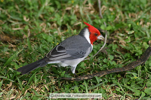 Oahu, Hawaii: Red Crested Cardinal