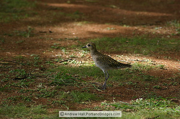 Oahu, Hawaii: Golden-Plover, which migrates from Alaska to Hawaii