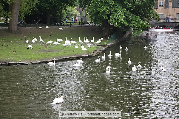 Swans, Brugge