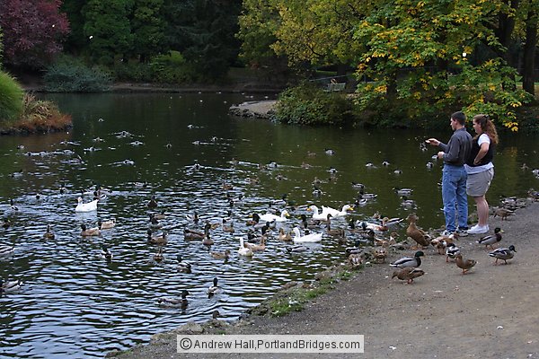 Laurelhurst Park, Lake, Feeding Ducks (Portland, Oregon)