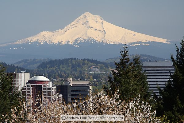 Mt. Hood, Spring Blooms, from Washington Park, Portland