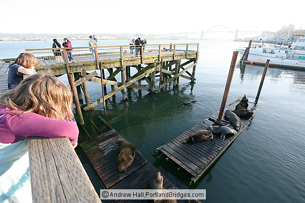 Sea Lions, Bayfront, Newport, Oregon