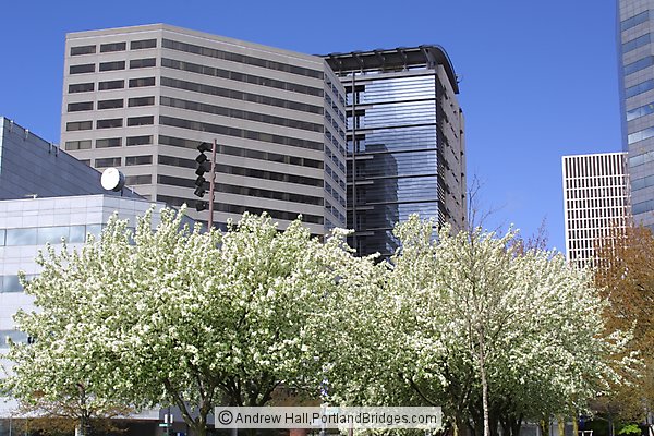 Spring Blossoms, Portland Buildings, 2002