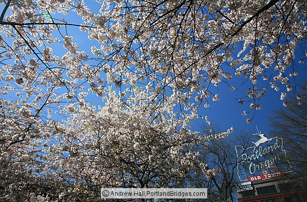 Portland, Oregon Sign, Waterfront Blossoms, Looking Up