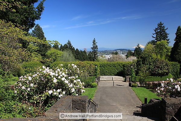 International Rose Test Garden Mid-spring (before blooming) (Portland, Oregon)