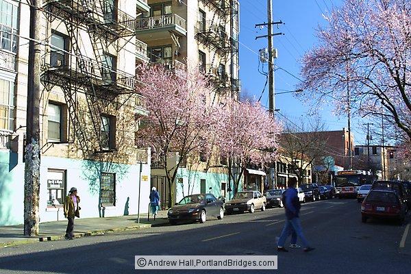 Portland Street Scenes, Spring Blossoms