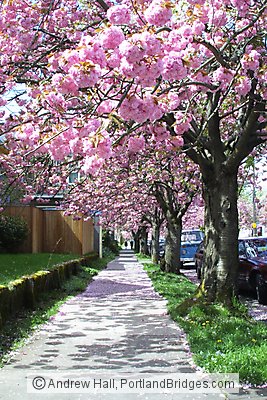 Cherry Blossoms, Sunnyside (Hawthorne), SE Portland