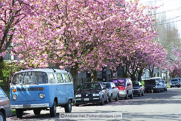 VW Van, Cherry Blossoms, Sunnyside (Hawthorne), SE Portland