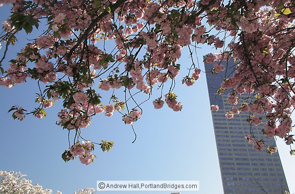 US Bancorp Tower, from Portland Chinatown, Spring Blossoms