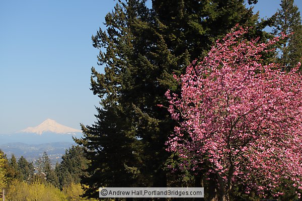 Mt. Hood, Spring Blossoms, from Council Crest Park (Portland, Oregon)