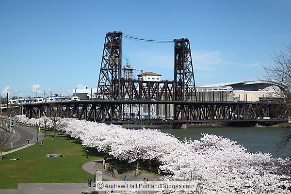 Portland Waterfront Cherry Blossoms, Steel Bridge