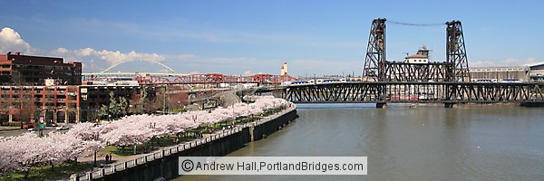 Waterfront Blossoms, Steel Bridge, Two MAX Trains (Portland, Oregon)