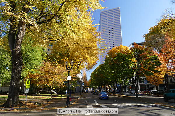 Portland Downtown, Fall LEaves