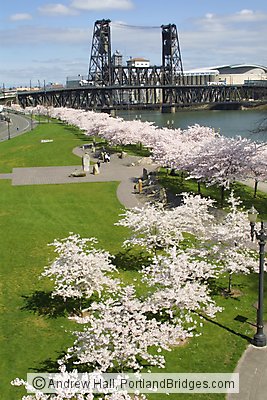 Steel Bridge and Cherry Blossoms, Waterfront Park (Portland, Oregon)