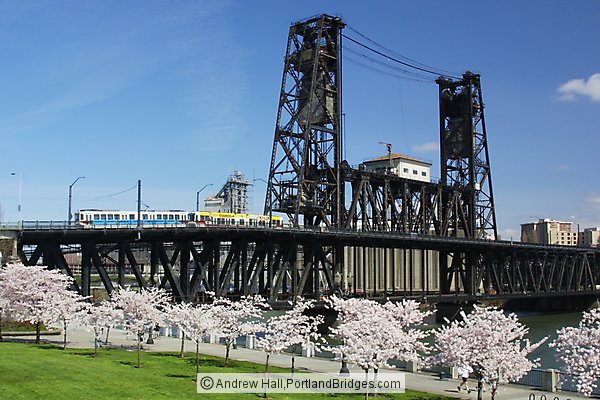 Steel Bridge with Waterfront Blossoms and MAX Train (Portland, Oregon)