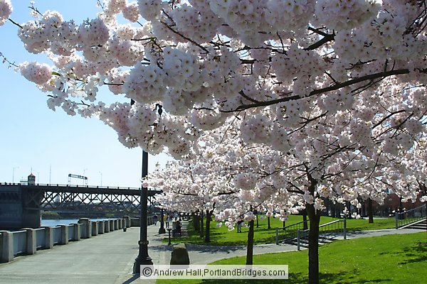 Tom McCall Waterfront Park Cherry Blossoms (Portland, Oregon)