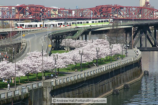 MAX Crossing Steel Bridge, Blossoms, Broadway Bridge (Portland, Oregon)