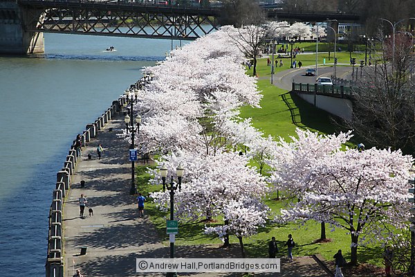 Portland Waterfront Cherry Blossoms from Steel Bridge