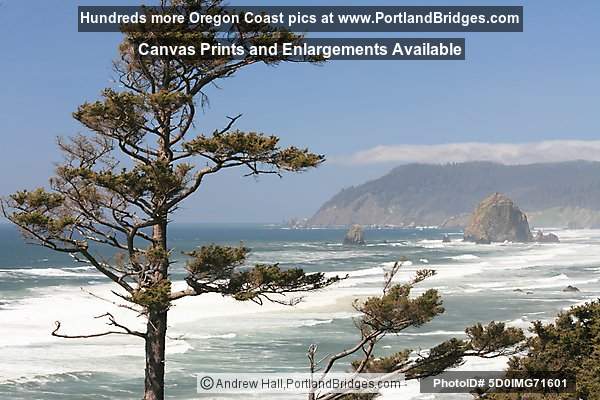 Cannon Beach, Oregon Coast, Trees