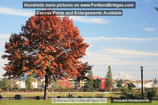 Tom McCall Waterfront Park, Fall Leaves, Mt. Hood (Portland, Oregon)