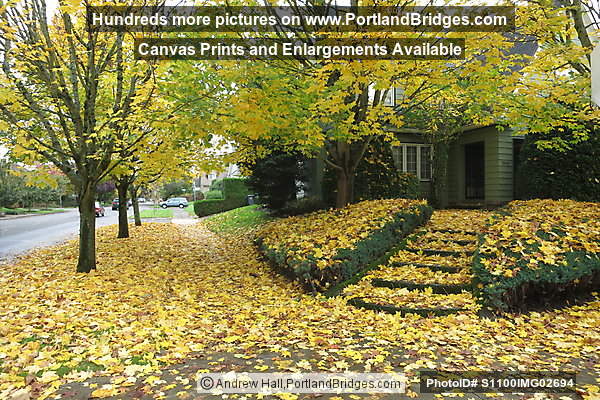 NE Knott Street, Fall Leaves (Portland, Oregon)