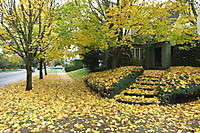 Portland Neighborhoods Fall Leaves 