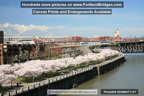 Fremont Bridge, Waterfront Blossoms, MAX Train (Portland, Oregon)