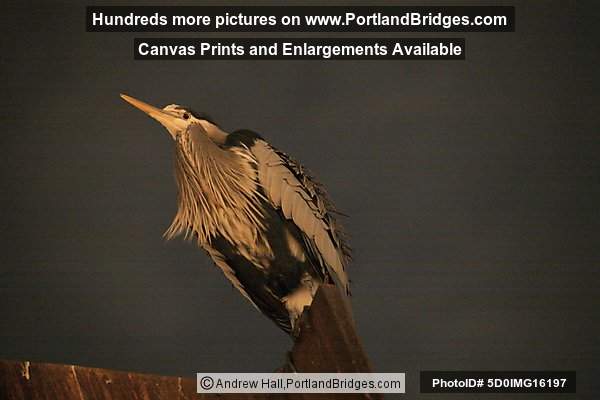 Blue Heron at Riverplace, Night (Portland, Oregon)