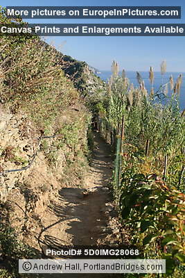 Cinque Terre: Between Vernazza and Monterosso