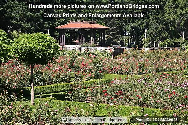 Peninsula Park Rose Garden North Portland Photo 5d0img39958